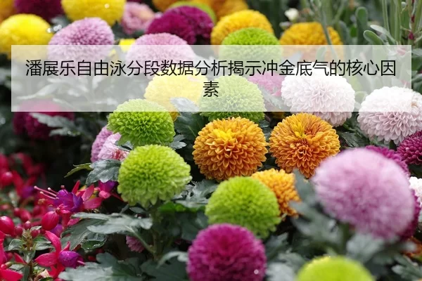 潘展乐自由泳分段数据分析揭示冲金底气的核心因素